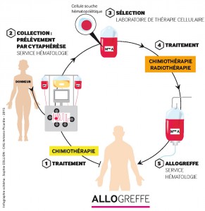 CHU-Amiens-Picardie_schema_allogreffe_Sophie-COLLION_2015